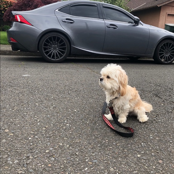 Meet your Posher, Charlie - Picture 1 of 1